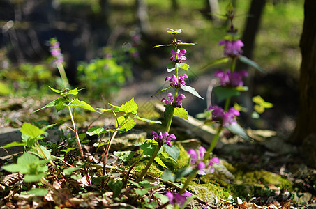 森林中的鲜花和草草紫色植物学季节野花季节性植物群美丽公园叶子绿色图片