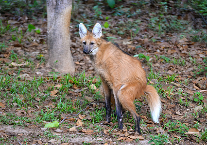 野人狼短尾高跷鬃毛野生动物哺乳动物动物园捕食者红色动物犬科图片
