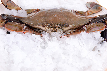 螃蟹冰冻在冰中海鲜甲壳食物海洋冻结动物贝类市场健康餐厅图片