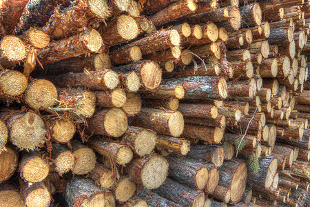 新鲜砍伐的树木原木木桩环境生态破坏燃料松树硬木柴堆针叶贮存图片