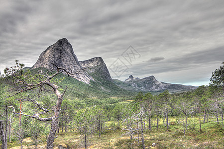挪威的冻原和山脉晴天风景石头岩石木头农村草地场景顶峰苔原图片