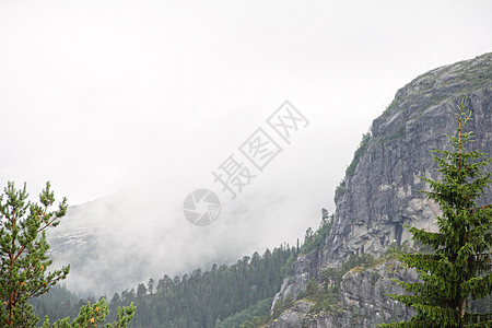挪威的福吉山脉树木野生动物松树地球环境薄雾公园荒野季节场景图片