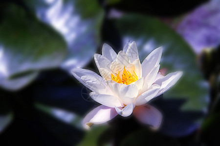 河上的白莲花热带翅膀公园植物荷花植物群池塘花园温泉园艺图片