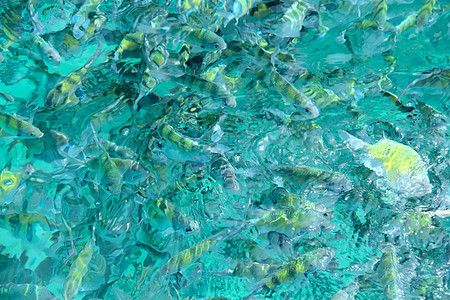 水中的热带鱼类动物潜水息肉呼吸管殖民地旅行蓝色野生动物海洋荒野图片