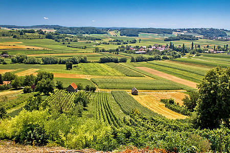 Kalnik葡萄园地区美丽的绿色景观图片
