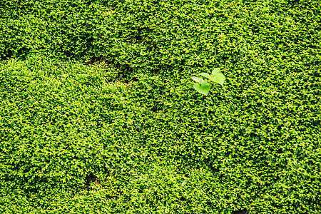 毛地毯墙场地晴天蕨类苔藓花园绿色树叶植物叶子天空背景图片