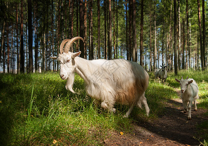 Goat 组群白色毛皮树木牧场场地农业乡村山羊哺乳动物孩子图片