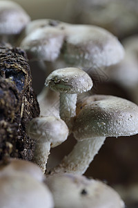 蘑菇团体白色营养蔬菜菌类药品烹饪宏观棕色美食图片