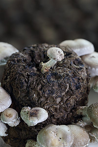 蘑菇美食药品营养食物宏观棕色蔬菜烹饪菌类团体图片