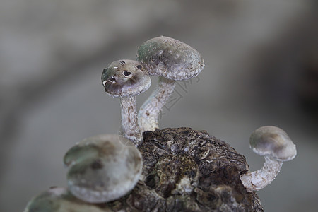 蘑菇菌类宏观白色棕色烹饪蔬菜营养食物美食团体图片