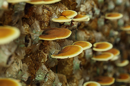 林吉蘑菇药品农场卫生食物植物叶子菌丝体蕨类治疗营养图片