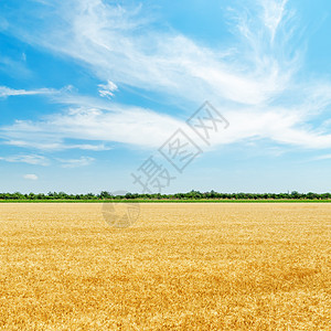 金色的田地 在蓝天云下收割图片