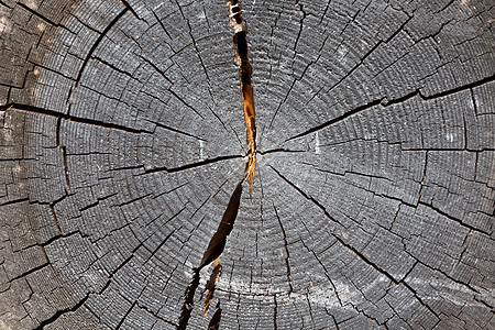 原树的枝条木材圆圈材料年度灰色森林历史日志戒指木头图片
