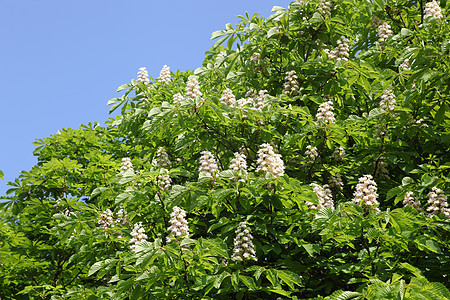 桃栗树板栗花瓣衬套公园森林农业蓝色天空季节花朵图片