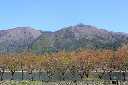 山岳和山林的景色森林叶子季节天空爬坡蓝色木头花园旅行公园图片