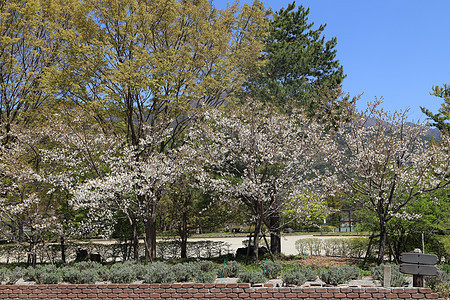 白萨库拉树果园园艺樱花花瓣柔软度植物学花园季节植物图片