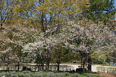 白萨库拉树樱花园艺花园植物季节果园柔软度花瓣植物学图片