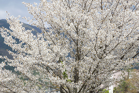 白萨库拉树植物植物学季节花园樱花园艺花瓣果园柔软度图片