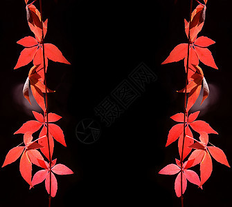 秋叶树边框植物叶子季节红色黑色框架树叶背景图片