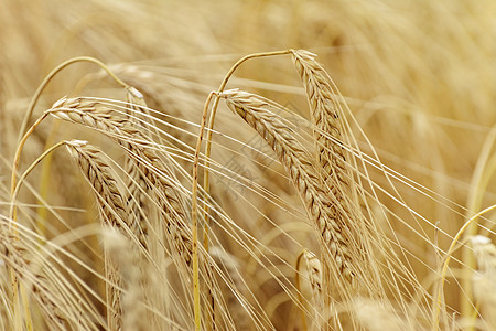 Rye 字段种子环境收成农业稻草粮食小麦生长部落饲料图片
