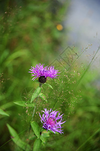 草甸花场景花瓣季节公园乡村绿色草地阳光黄色植物图片