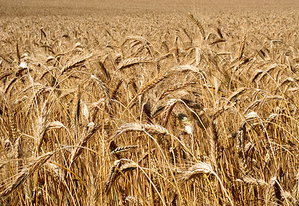 谷粒的麦子生长农场稻草大麦耳朵植物收成金子谷物农业图片