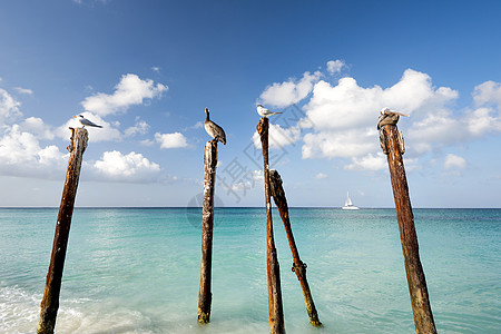 鸟儿在沙滩上躺在柱子上海鸥蓝色蓝天大海鸟类杆子图片