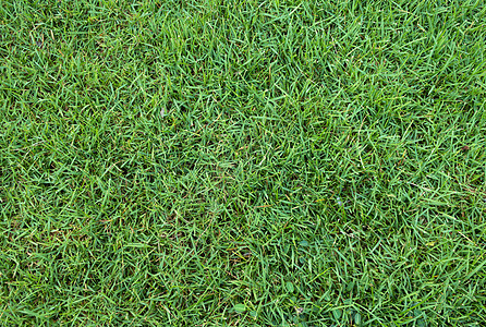 绿草背景质地高尔夫球草皮叶子娱乐运动草原草地环境土地季节图片