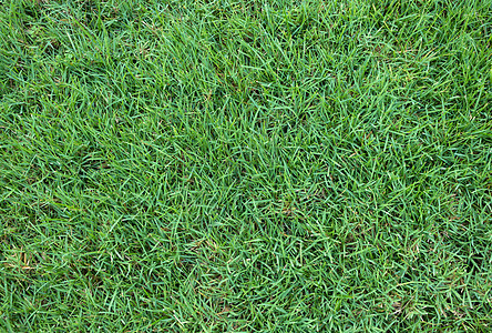 绿草背景质地高尔夫球季节运动植物草地院子生长墙纸草原娱乐图片