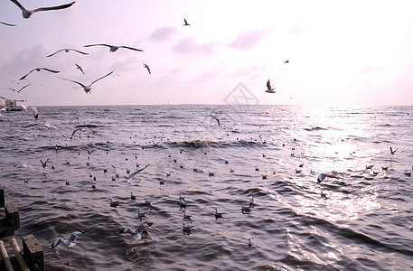 底底有日落的海鸥海洋野生动物荒野日出海岸配种动物移民飞行鸥科图片