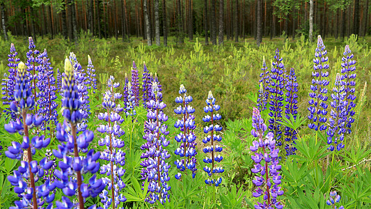 芬兰绿林的野生润滑油闪光图片
