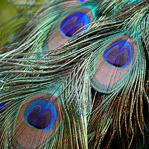 绿皮禽羽毛野生动物绿色男性尾巴动物宏观蓝色图片