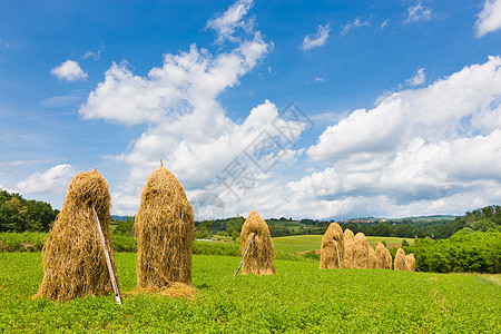 田里的传统干草堆农田草原收成草垛农村天空蓝色土地牧场财产图片