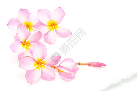 粉色带毛巾的柏油温泉情调热带花朵白色香味异国花瓣背景图片