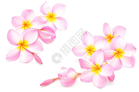 粉红色情调温泉花瓣白色花朵异国香味热带粉色背景图片