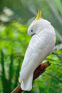 硫化蟑螂情调野生动物热带白色动物羽毛黄色鸟类宠物鹦鹉图片