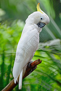 硫化蟑螂鹦鹉白色宠物异国热带画廊羽毛鸟类野生动物动物图片