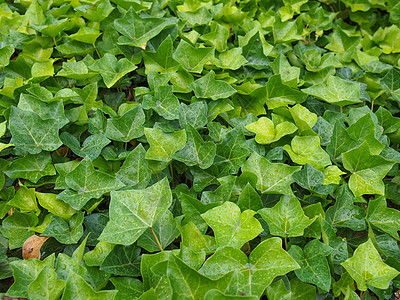藤叶植物树叶植被材料绿色植物绿色图片