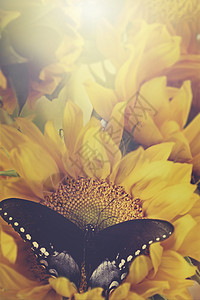 Retro的向日葵和蝴蝶图片