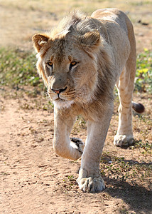 青年雄狮狮子动物男性爪子荒野少年哺乳动物野生动物鬃毛图片