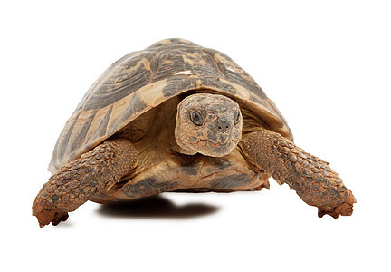 海龟盔甲龟科宠物动物濒危甲壳陆龟草食性脊椎动物乌龟图片