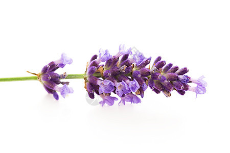 白色背景的紫色花朵疗法食物花束薰衣草树叶植物香气花园草本植物芳香图片