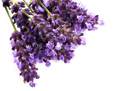 白色背景的紫色花朵香气树叶食物香水薰衣草芳香植物草本植物花园花束图片