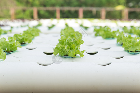 水溶蔬菜温室花园维生素叶子烹饪生产栽培生长土壤技术图片