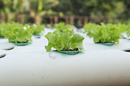 水溶蔬菜技术农场园艺场地营养栽培温室生长土壤食物图片