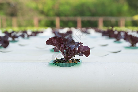 水溶蔬菜烹饪水培植物培育园艺生产土壤食物生长场景图片