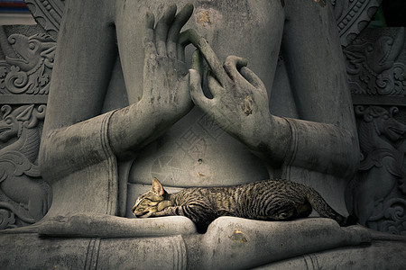和平身体佛陀文化小憩石头头发宠物毛皮祷告动物图片