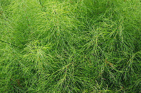 绿色新植物的背景背景图片