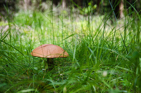 Birch 香草蘑菇 鲜青绿草图片