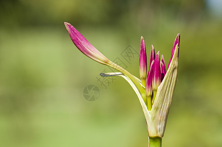 百花花芽图片